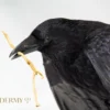 ethically sourced Flying taxidermy carrion crow for sale UK