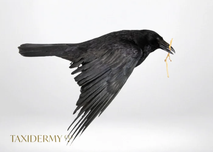 Flying taxidermy carrion crow for sale UK