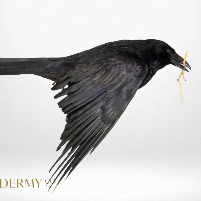 Flying taxidermy carrion crow for sale UK