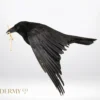 New, Taxidermy Flying Carrion Crow holding a stick in its beak