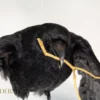 New, Taxidermy Flying Carrion Crow holding a stick in its beak