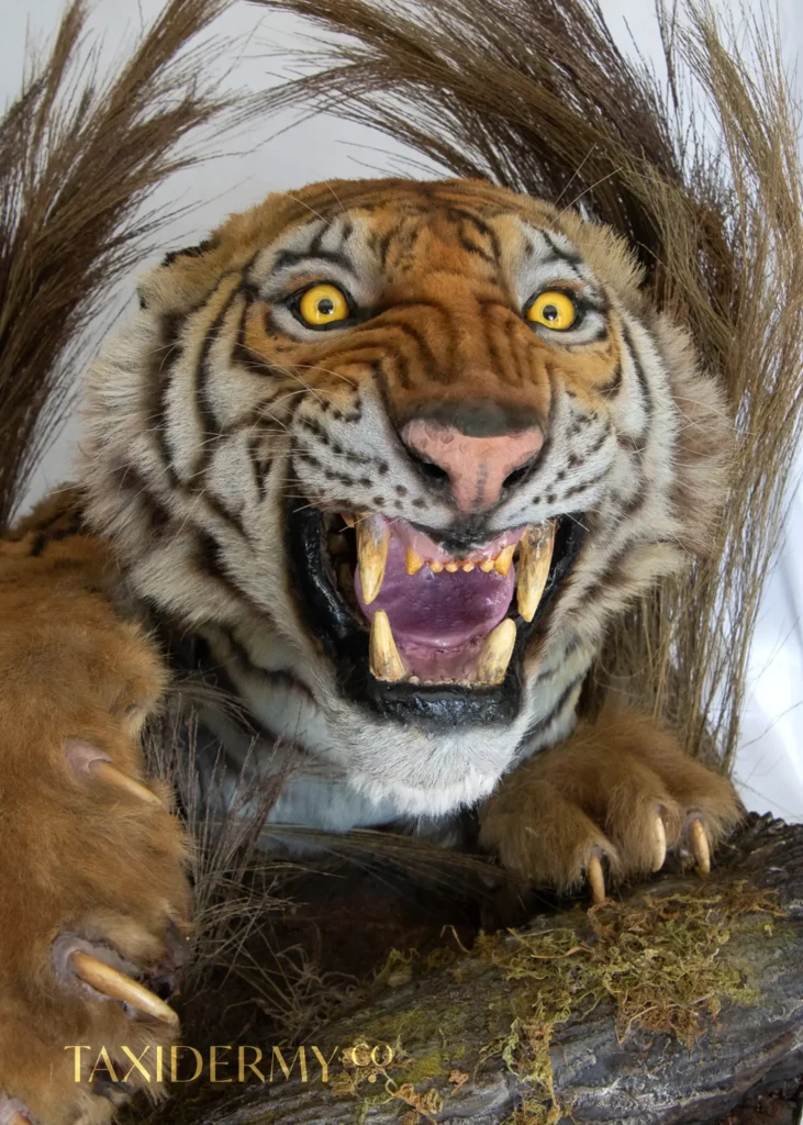 Antique Taxidermy Restoration