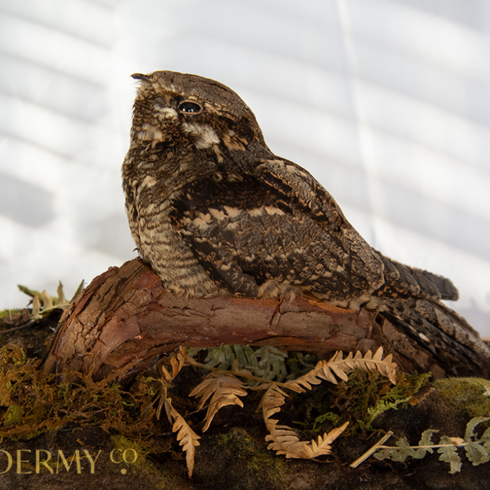 Taxidermy Nightjar (Caprimulgus europaeus)