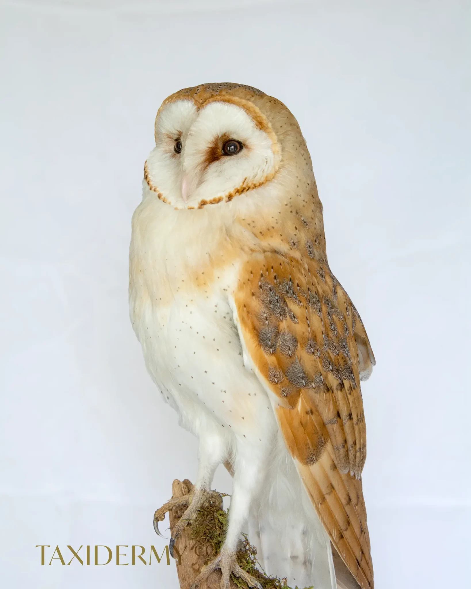 Fine Example of a professional Taxidermy Barn Owl (tyto alba)