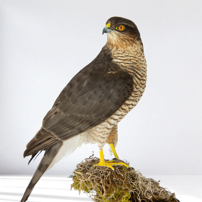 Taxidermy Sparrowhawk (accipiter nisus)
