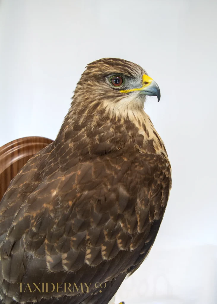 Image of a Taxidermy Buzzard (buteo buteo) wall mounted
