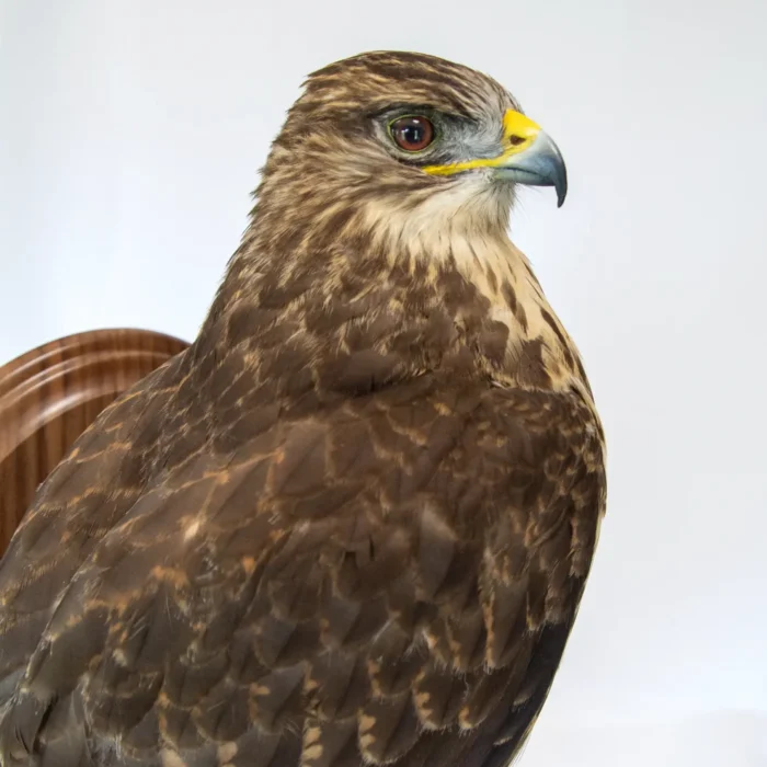 Image of a Taxidermy Buzzard (buteo buteo) wall mounted