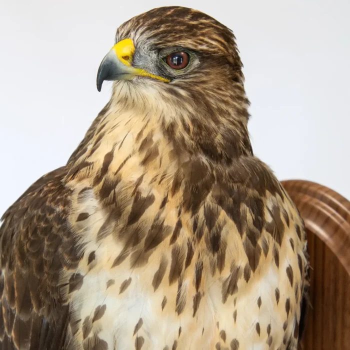 Professional, modern taxidermy Buzzard (buteo buteo) British bird of prey