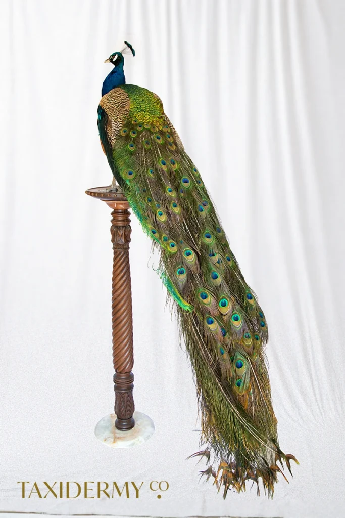 Taxidermy Indian Peacock (Pavo cristatus) on antique plinth For Sale UK