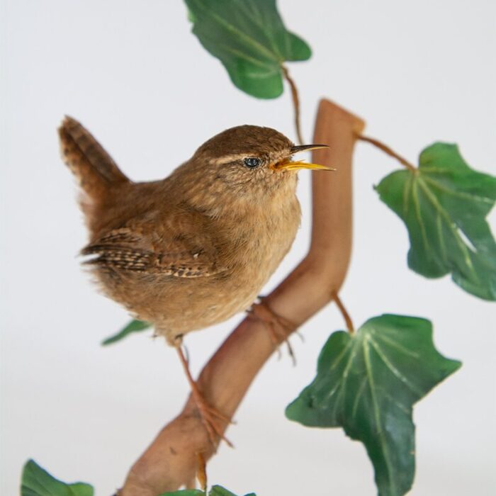 Ethical Taxidermy Eurasian Wren (Troglodytes troglodytes) perched upon an ivy branch with handmade leaves.