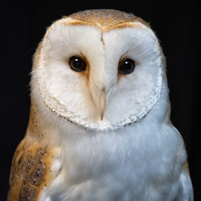 Taxidermy Barn Owl Face Close Up
