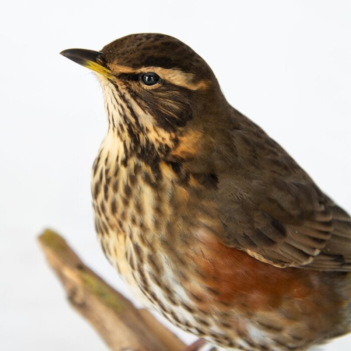 How much does Taxidermy Cost UK
