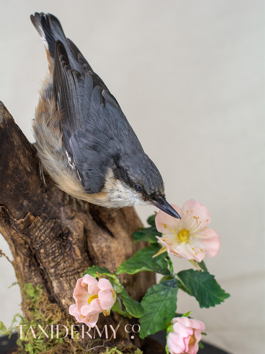 Ethical Taxidermy European Nuthatch UK