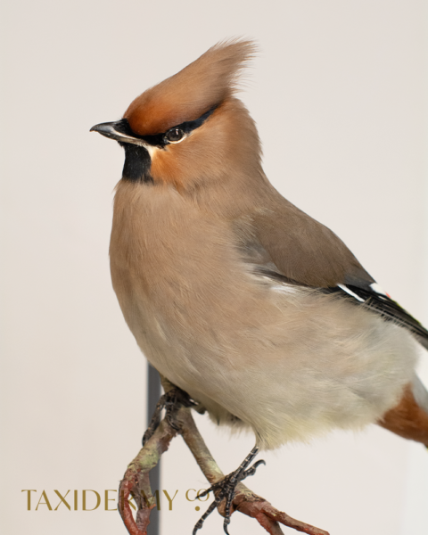 Taxidermy Waxwing (Bombycilla garrulus)